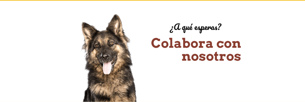 Amigos de lPerro